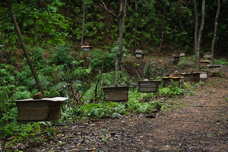 土蜂蜜基地