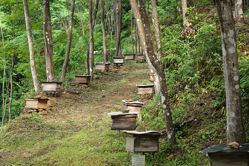 土蜂蜜基地