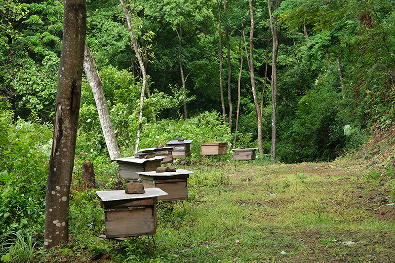 土蜂蜜基地