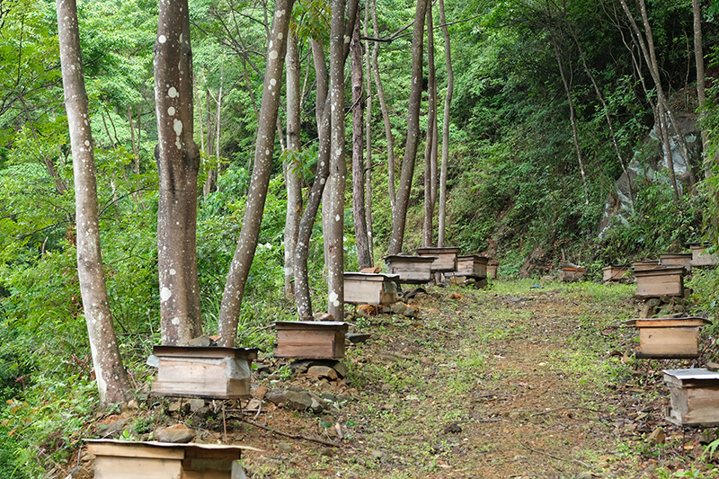 土蜂蜜基地